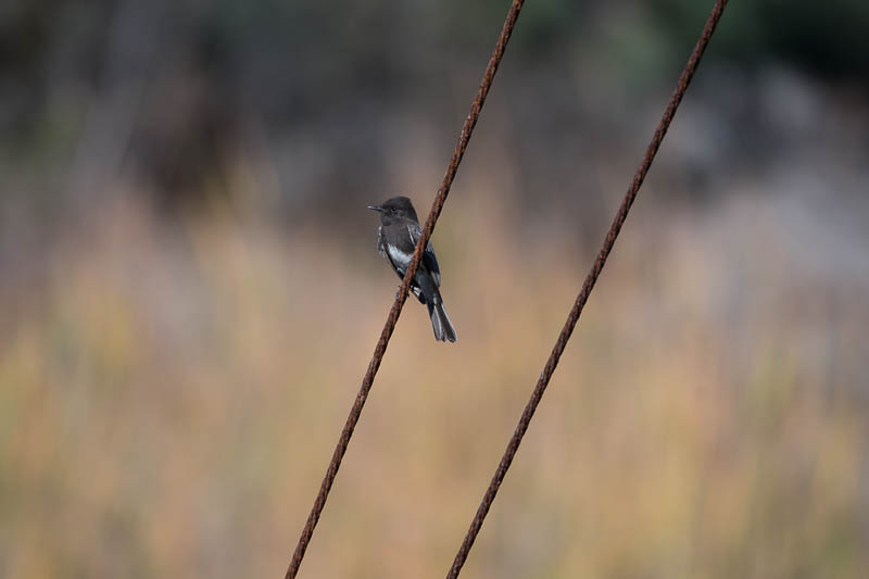 Zwarte Phoebe